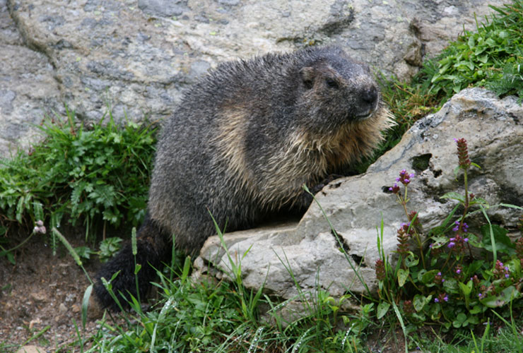 Murmeltier im Nationalpark Hohe Tauern